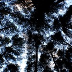 Por los ojos de los árboles – Silvia Bastasini