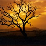 Paisaje del sueño de un árbol, de Reverón