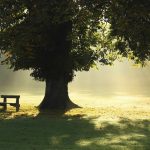 Ejercicio literario I. “El árbol, la sombra y el banco”: cinco poemas de los lectores