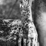 Huesos de la memoria / Pergeñando olvidos (poemario-imagen poética)