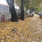 Otoñando (Leandro Murciego)