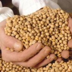 Semilla (Marcelo Posada)